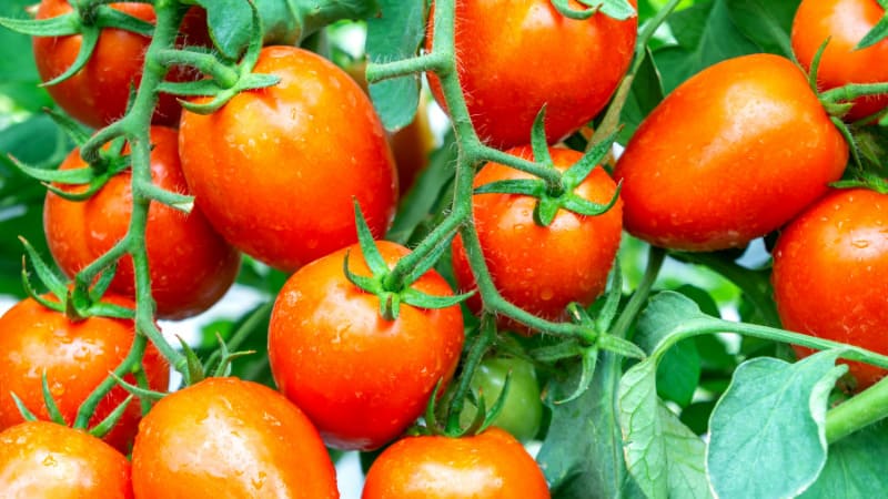 Không nên bảo quản cà chua trong tủ đông